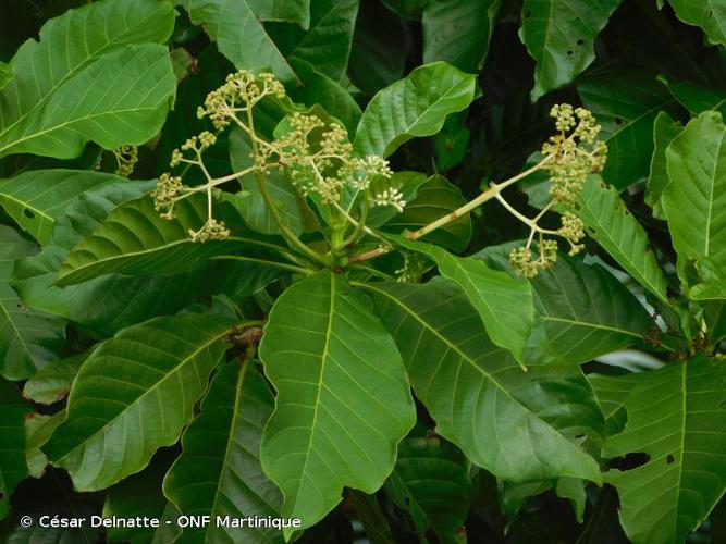 <i>Chimarrhis cymosa</i> Jacq., 1763 © César Delnatte - ONF Martinique