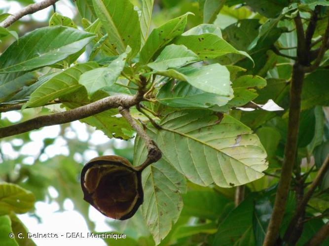 <i>Sterculia caribaea</i> R.Br., 1852 © C. Delnatte - DEAL Martinique