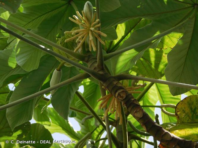 <i>Cecropia schreberiana</i> Miq., 1853 © C. Delnatte - DEAL Martinique