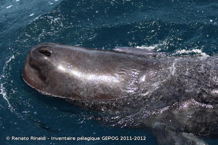<i>Physeter macrocephalus</i> Linnaeus, 1758 © Renato Rinaldi - Inventaire pélagique GEPOG 2011-2012