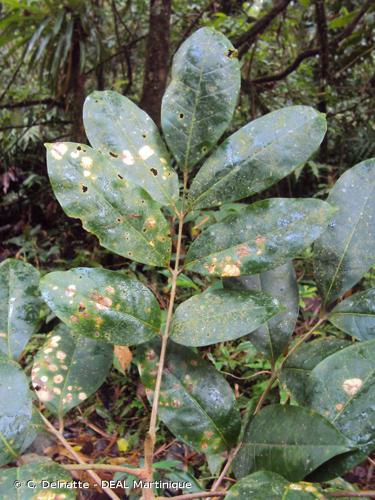 <i>Dacryodes excelsa</i> Vahl, 1810 © C. Delnatte - DEAL Martinique