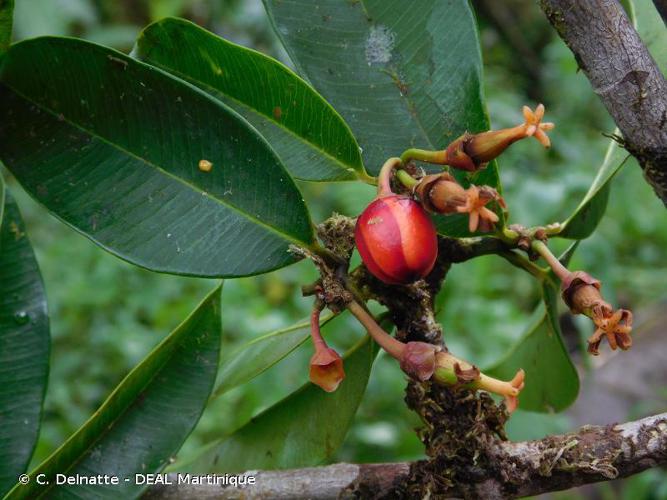 <i>Symphonia globulifera</i> L.f., 1782 © C. Delnatte - DEAL Martinique
