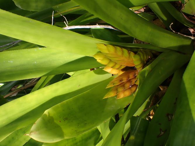 Aechmea flemingii H.E.Luther, 1991 © Benjamin FERLAY - Bivouac Naturaliste