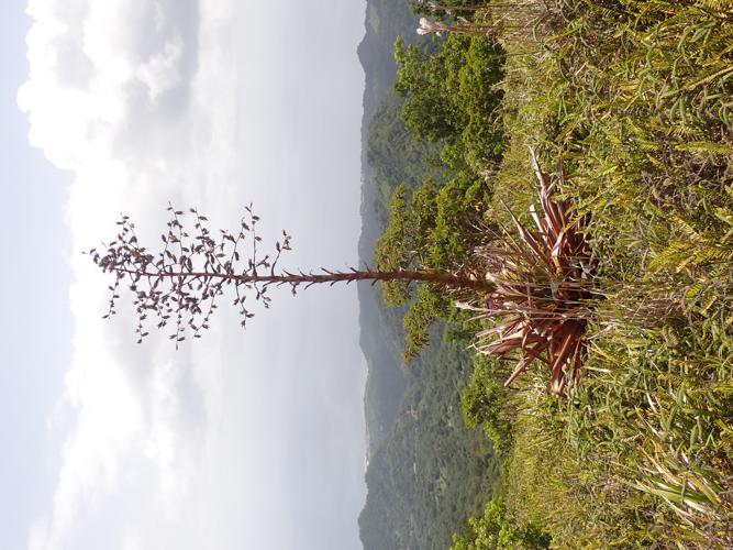 Glomeropitcairnia penduliflora (Griseb.) Mez, 1905 © Benjamin FERLAY - Bivouac Naturaliste