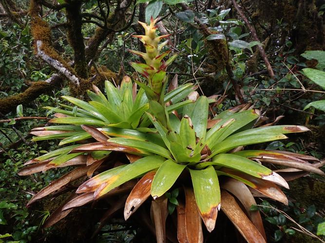 Guzmania dussii Mez, 1896 © Benjamin FERLAY - Bivouac Naturaliste