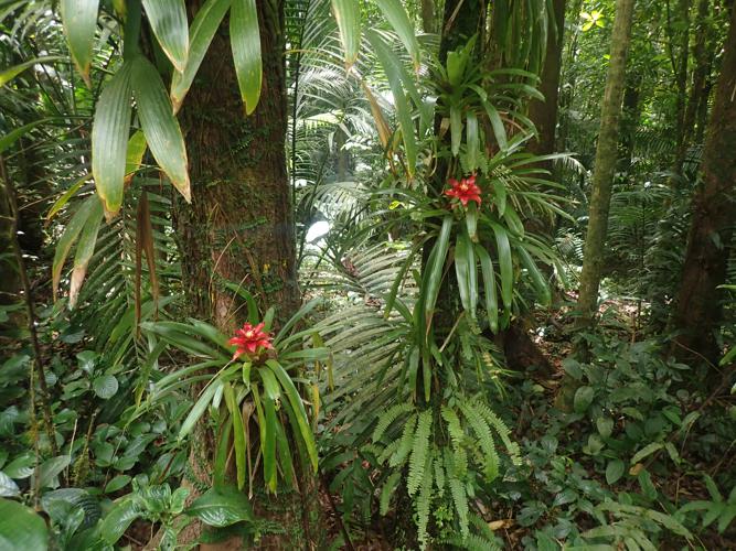Guzmania lingulata (L.) Mez, 1896 © Benjamin FERLAY - Bivouac Naturaliste