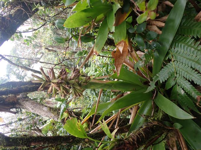 Guzmania megastachya (Baker) Mez, 1896 © Benjamin FERLAY - Bivouac Naturaliste