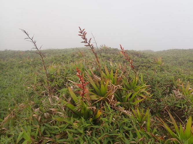 Guzmania plumieri (Griseb.) Mez, 1896 © Benjamin FERLAY - Bivouac Naturaliste