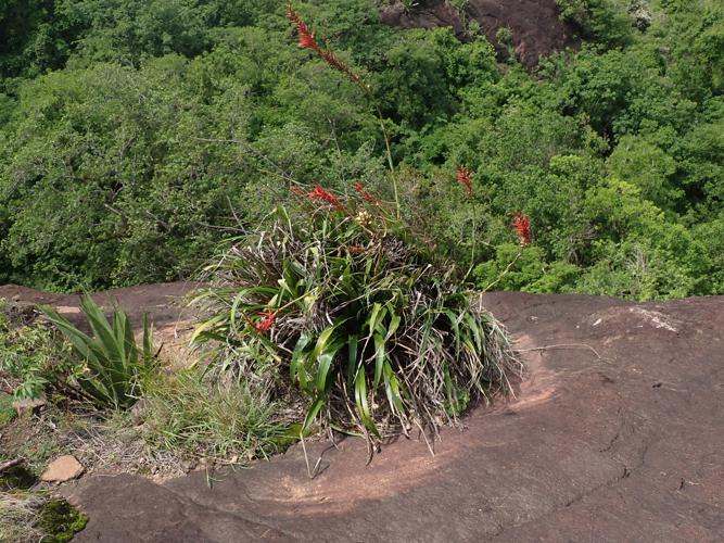 Pitcairnia angustifolia Sol., 1789 © Benjamin FERLAY - Bivouac Naturaliste