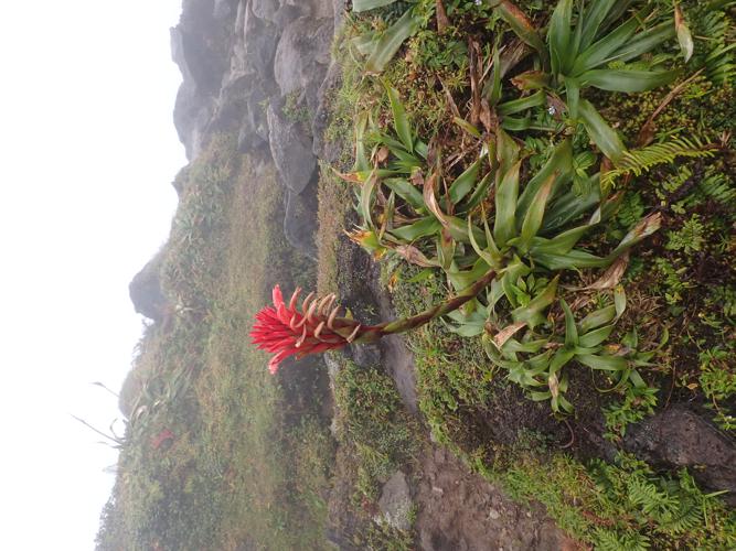 Pitcairnia bifrons (Lindl.) Read, 1970 © Benjamin FERLAY - Bivouac Naturaliste