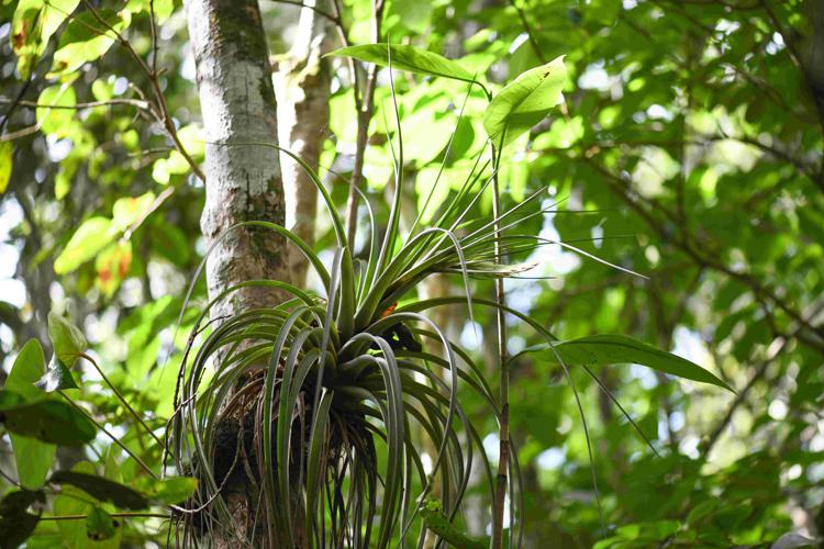 Tillandsia fasciculata Sw., 1788 © Nils SERVIENTIS - Bivouac Naturaliste