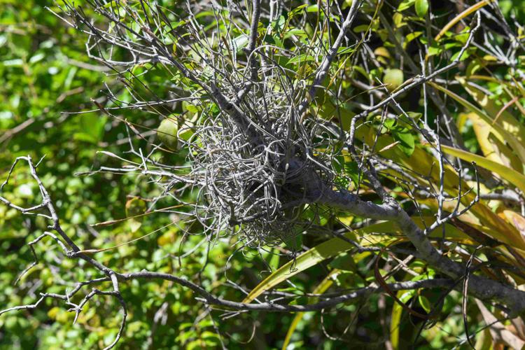 Tillandsia recurvata (L.) L., 1762 © Nils SERVIENTIS - Bivouac Naturaliste