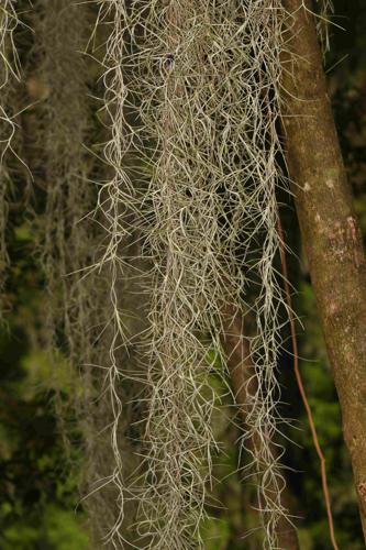 Tillandsia usneoides (L.) L., 1762 © Nils SERVIENTIS - Bivouac Naturaliste