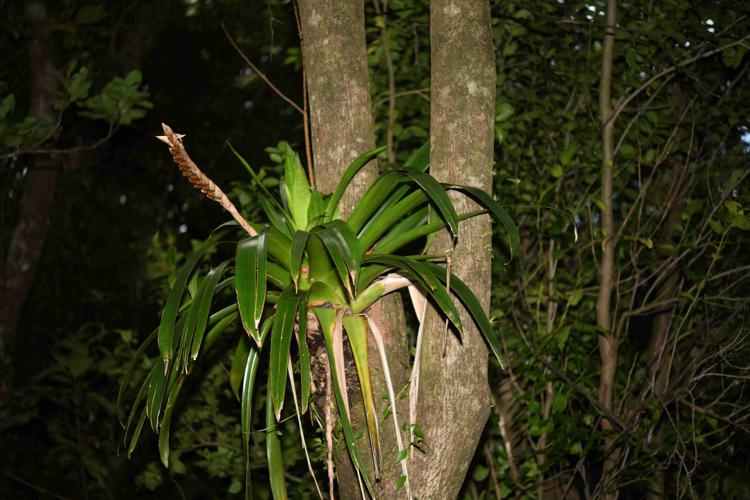 Werauhia guadelupensis (Baker) J.R.Grant © Nils SERVIENTIS - Bivouac Naturaliste