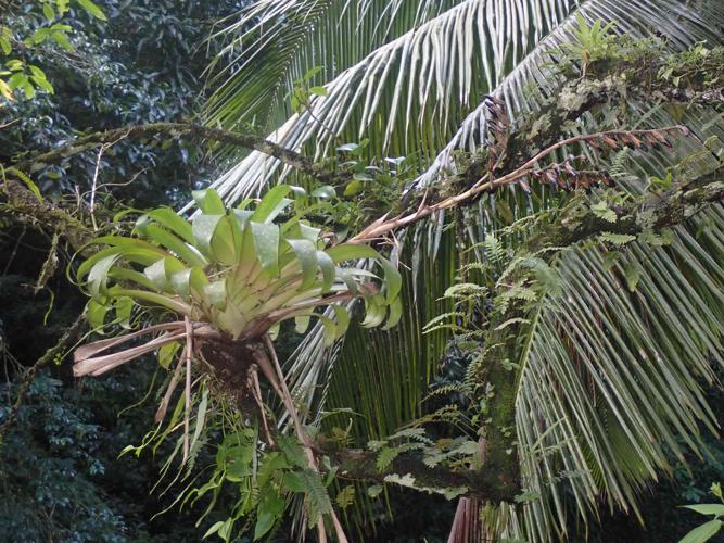 Werauhia ringens (Griseb.) J.R.Grant © Benjamin FERLAY - Bivouac Naturaliste