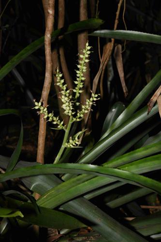 Wittmackia lingulata (L.) Mez, 1891 © Nils SERVIENTIS - Bivouac Naturaliste