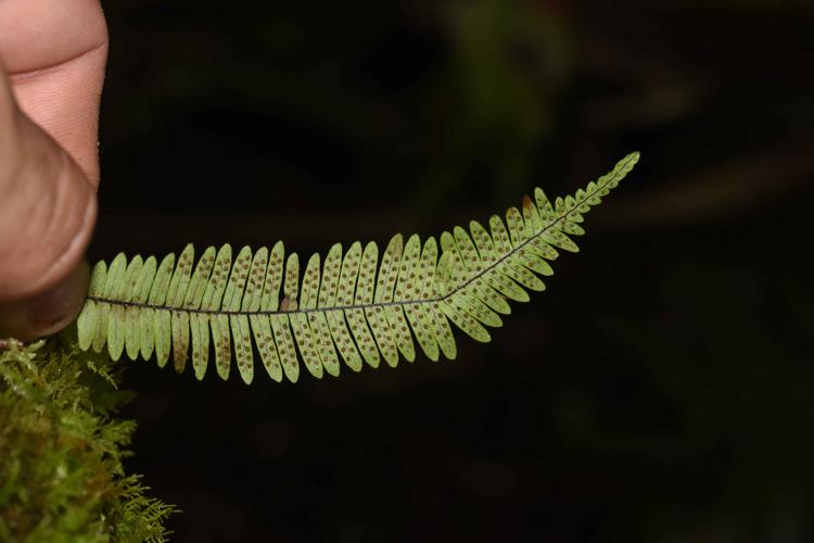 Mycopteris taxifolia (L.) Sundue, 2013 © Benjamin FERLAY - Bivouac Naturaliste