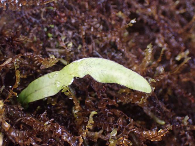 Grammitis limbata Fée, 1852 © Benjamin FERLAY - Bivouac Naturaliste