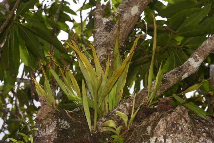 Pleopeltis marginata A.R.Sm. & Tejero, 2014 © Benjamin FERLAY - Bivouac Naturaliste