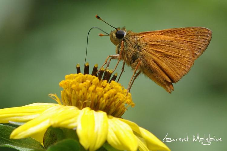 Wallengrenia ophites (Mabille, 1878) © Laurent Malglaive