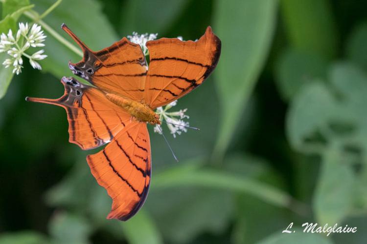 Marpesia petreus damicorum (Brévignon, 2001) © Laurent Malglaive