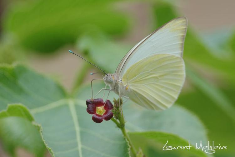 Ascia monuste virginia (Godart, 1819) © Laurent Malglaive