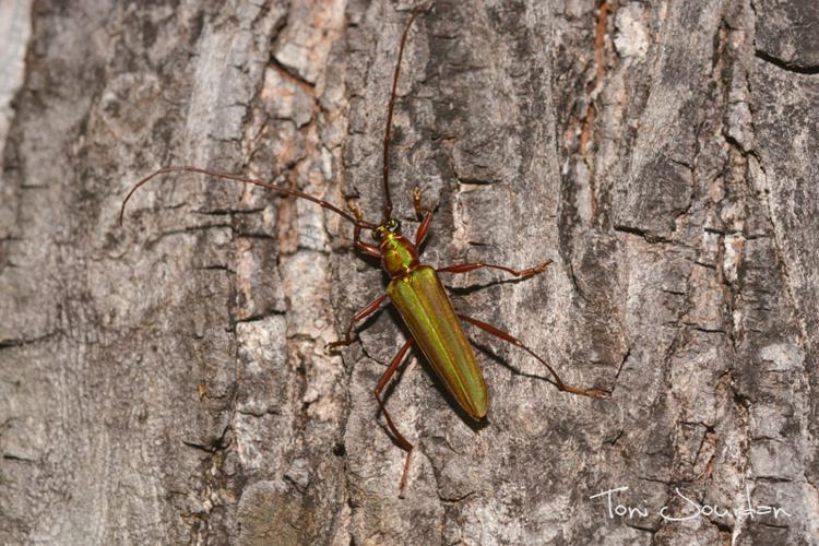 Mionochroma elegans (Olivier, 1790) © Toni Jourdan