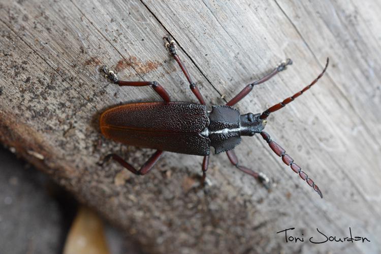 Solenoptera canaliculata (Fabricius, 1787) © Toni Jourdan