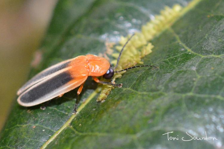 Photinus discoideus (Sahlberg, 1823) © Toni Jourdan