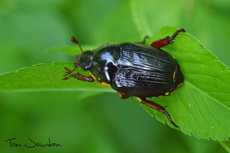 Rutela striata striata (Olivier, 1789) © Toni Jourdan