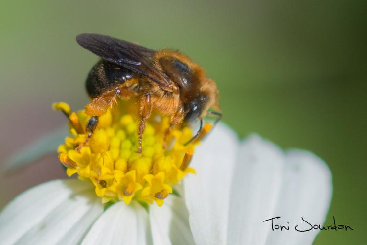 Melipona variegatipes (Gribodo, 1893) © Toni Jourdan