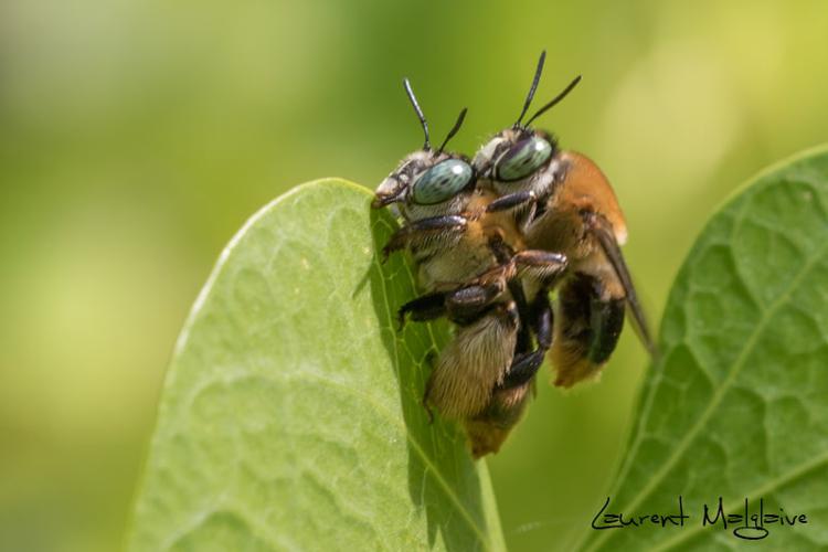 Accouplement de Centris decolorata (Lepeletier de Saint-Fargeau, 1841) © Laurent Malglaive