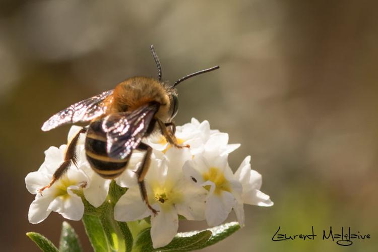 Anthophora tricolor (Fabricius, 1775) © Laurent Malglaive
