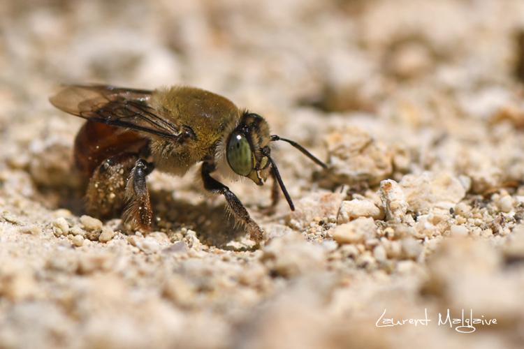 Centris lanipes (Fabricius, 1775) © Laurent Malglaive