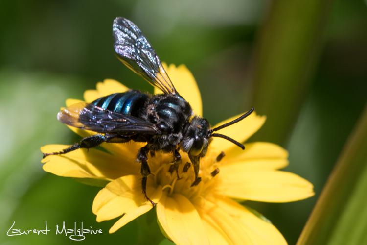 Mesoplia azurea (Lepeletier de Saint Fargeau & Audinet-Serville, 1825) © Laurent Malglaive