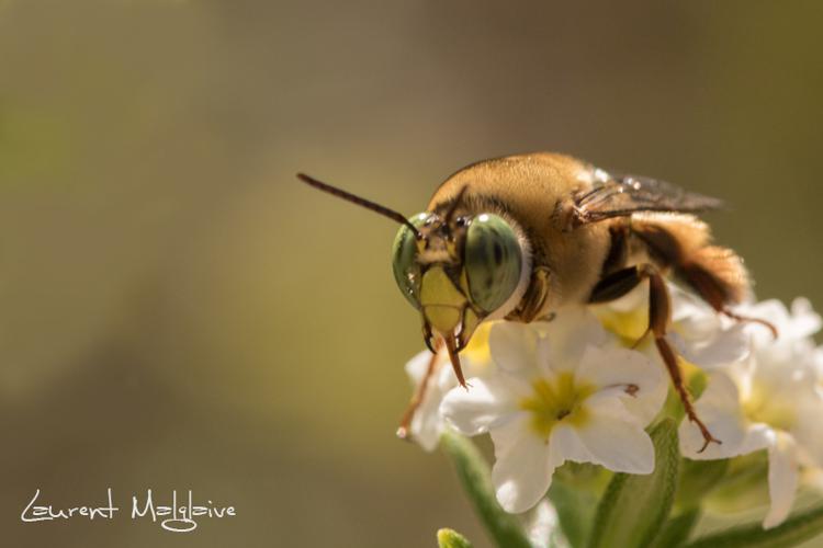 Centris smithii (Cresson, 1879) © Laurent Malglaive