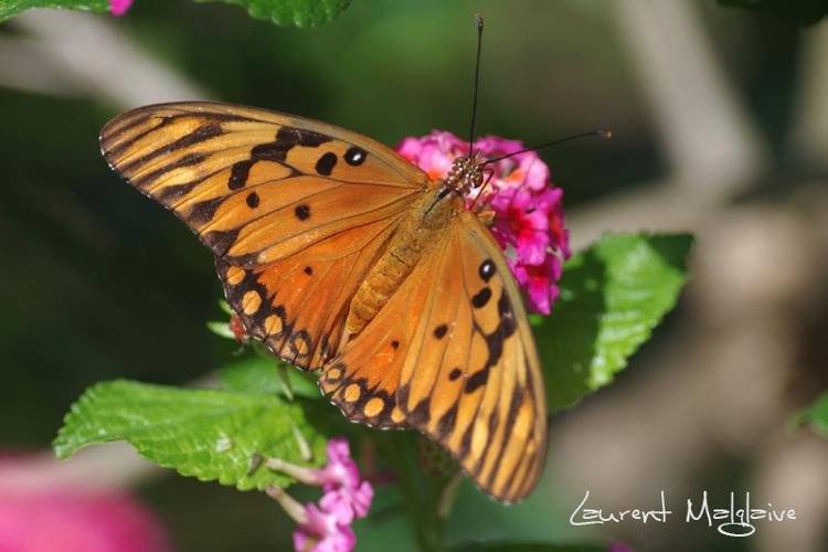 Agraulis vanillae (Linnaeus, 1758) © Laurent Malglaive