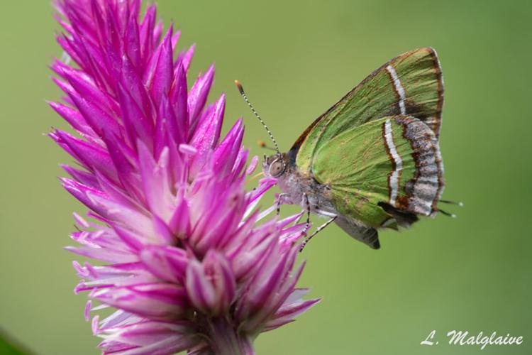 Chlorostrymon simaethis (Drury, 1773) © Laurent Malglaive
