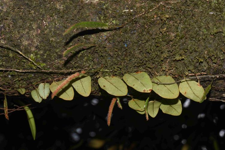 Microgramma piloselloides (L.) Copel., 1947 © Benjamin FERLAY - Bivouac Naturaliste