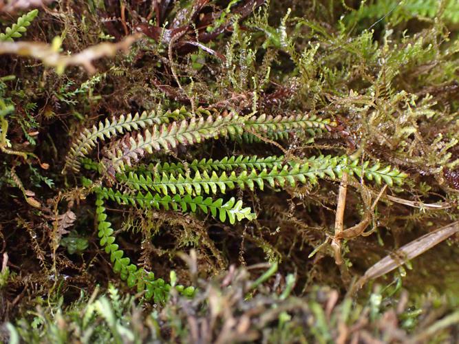 Lellingeria suspensa (L.) A.R.Sm. & R.C.Moran, 1991 © Benjamin FERLAY - Bivouac Naturaliste