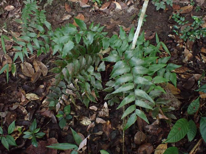 Adiantum petiolatum Desv., 1811 © Benjamin FERLAY - Bivouac Naturaliste