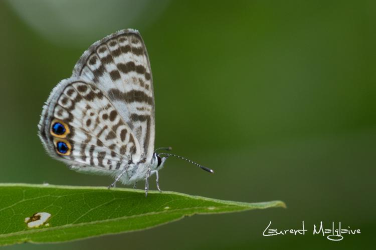 Leptotes cassius (Cramer, 1775) © Laurent Malglaive
