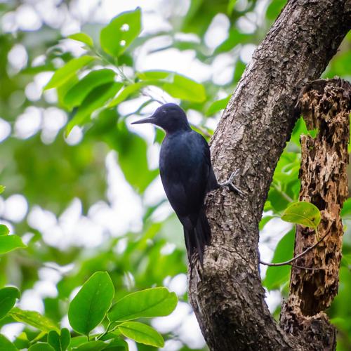 <i>Melanerpes herminieri</i> (Lesson, 1830) © P.-L. Delescluse