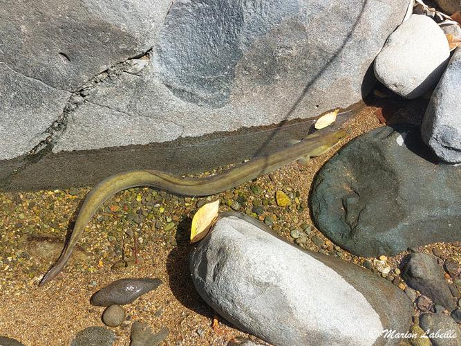 <i>Anguilla rostrata</i> © Marion LABEILLE
