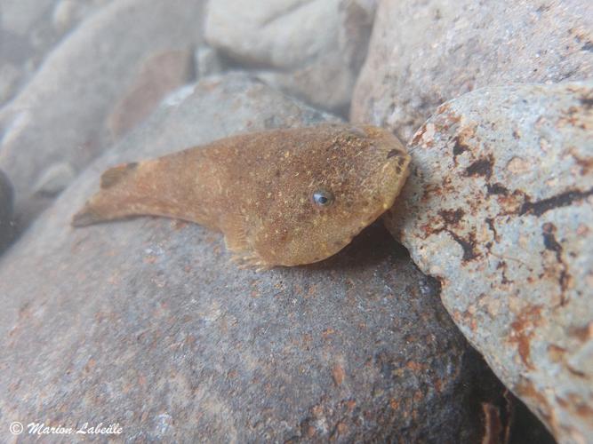 <i>Arcos nudus (Linnaeus, 1758)</i> © Marion LABEILLE