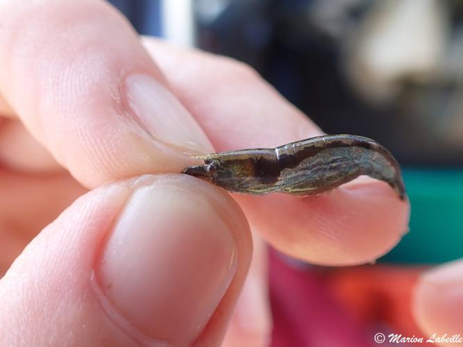 <i>Potimirim potimirim (Müller, 1881)</i> © Marion LABEILLE