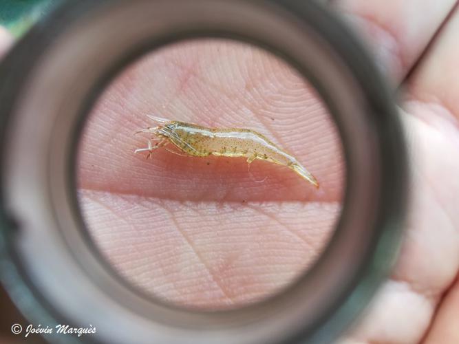 Jonga serrei (Bouvier, 1909) © Joévin MARQUÈS