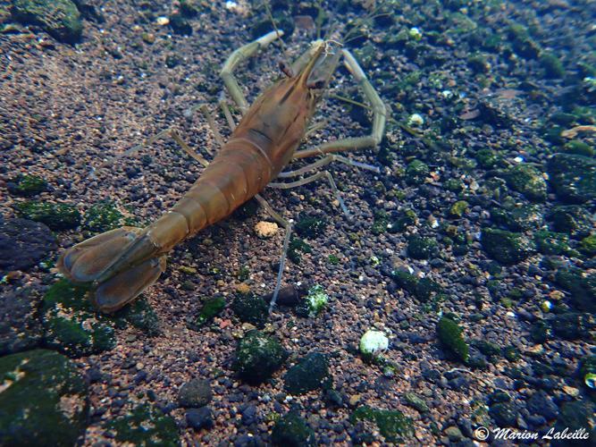 <i>Macrobrachium acanthurus (Wiegmann, 1836)</i> © Marion LABEILLE