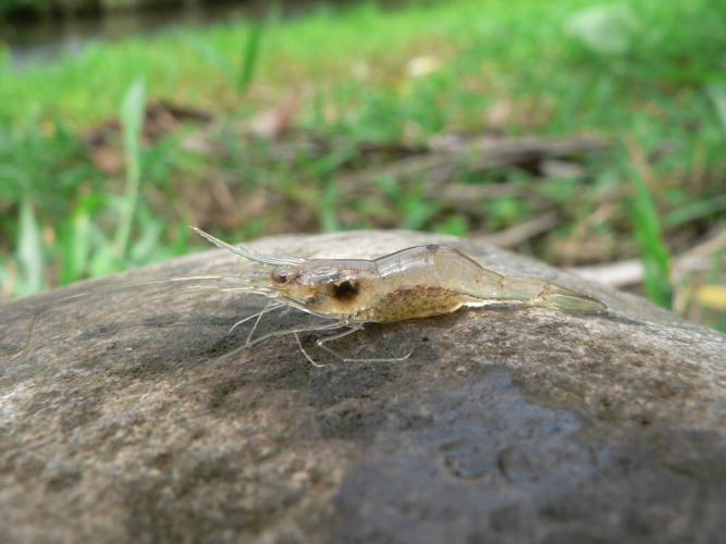 <i>Palaemon pandaliformis (Stimpson, 1871)</i> © Stéphane DI MAURO