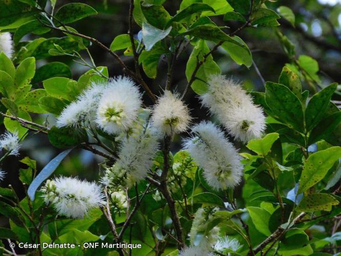<i>Inga laurina</i> (Sw.) Willd., 1806 © César Delnatte - ONF Martinique